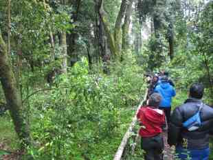 huilo-huilo_sendero_baja