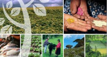 perspectivas-de-la-agricultura-y-del-desarrollo-rural-en-las-americas-2013