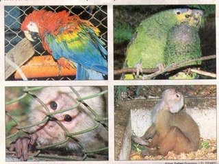 trc3a1fico-de-especies-un-mal-en-aumento