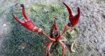 especies-exoticas-invasoras1