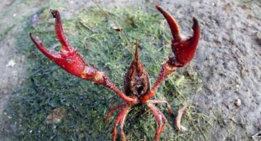 especies-exoticas-invasoras1