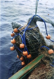 leatherbackbycatch-350