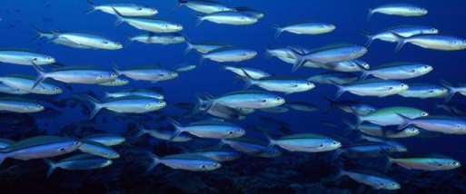 Animals_Views_www.laba.ws