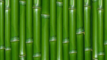 green-bamboo_00389757