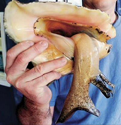 Resultado de imagen para Strombus gigas pesca