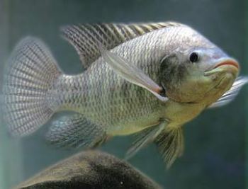 Resultado de imagen para tilapia pesca